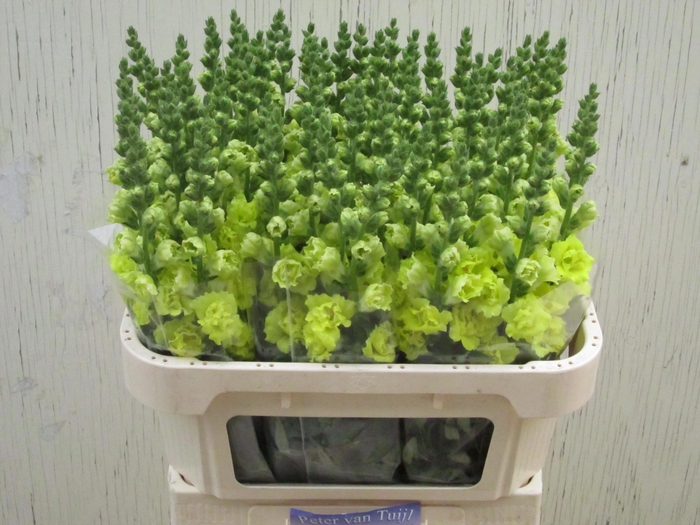 <h4>Antirrhinum Double Yellow</h4>