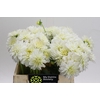 Dahlia White Cap