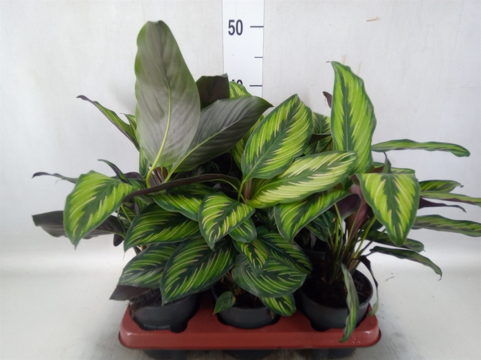 <h4>Calathea   ...</h4>