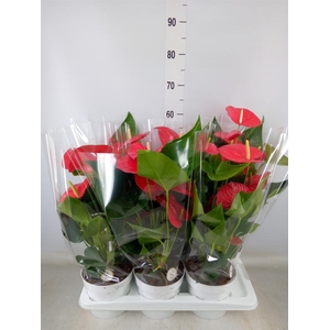 Anthurium andr. 'Minnesota'