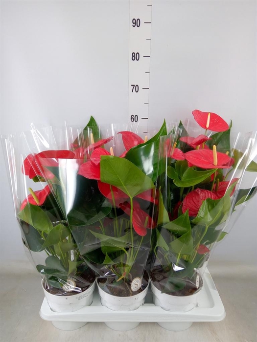 <h4>Anthurium andr. 'Minnesota'</h4>