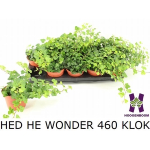 HED HE WONDER