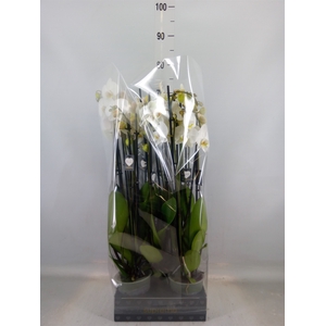 Phalaenopsis   ...white