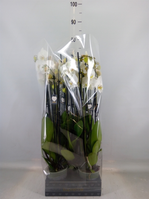 <h4>Phalaenopsis   ...white</h4>