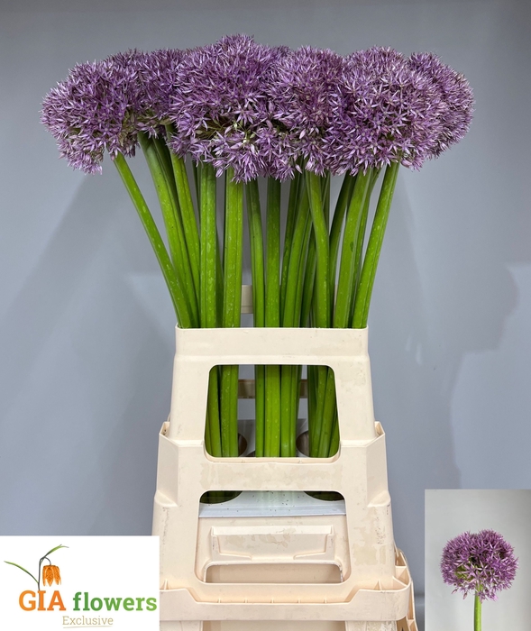 <h4>ALLIUM PINBALL WIZAR</h4>