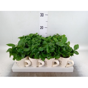 Coffea arabica