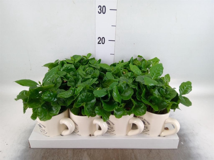<h4>Coffea arabica</h4>