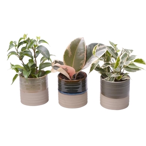 FICUS MIX P6 L 65442