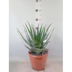 Aloe arborescens