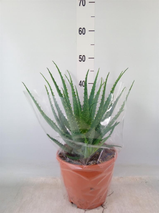 <h4>Aloe arborescens</h4>