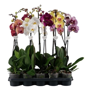 Phalaenopsis donkere mix - 1 tak 80cm 9+/vertakt