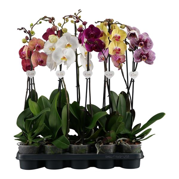 <h4>Phalaenopsis donkere mix - 1 tak 80cm 9+/vertakt</h4>