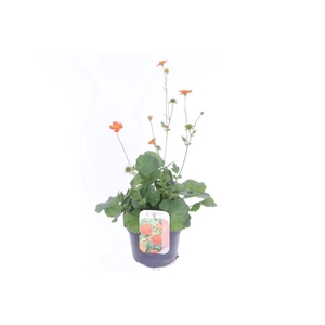 Geum coccineum Tosai