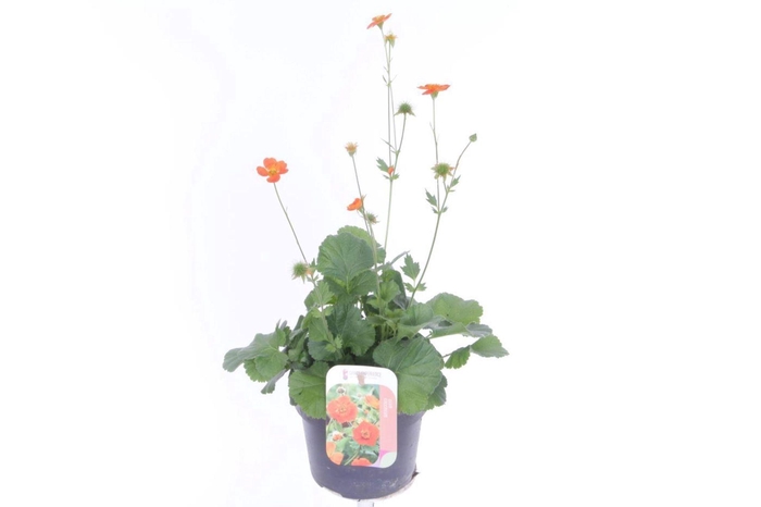 <h4>Geum coccineum Tosai</h4>