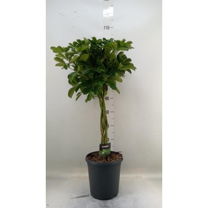 Schefflera arbor. 'Compacta'