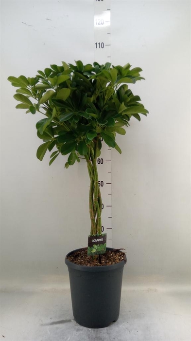 <h4>Schefflera arbor. 'Compacta'</h4>