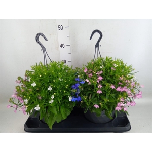 Lobelia  'Trixi Fashion'