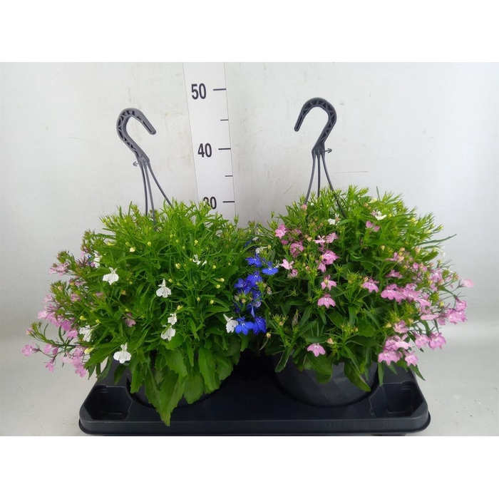 <h4>Lobelia  'Trixi Fashion'</h4>