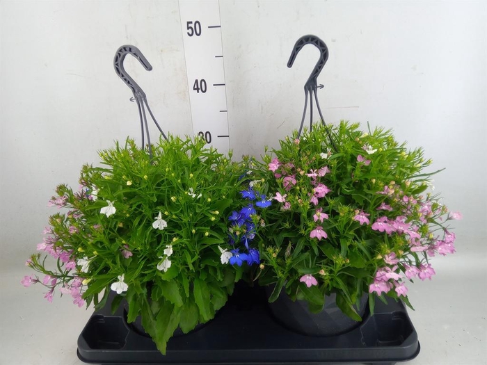 <h4>Lobelia  'Trixi Fashion'</h4>