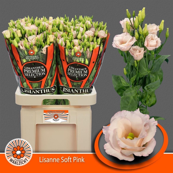 <h4>Eus G Ov SOFT PINK,(NL),(10)</h4>