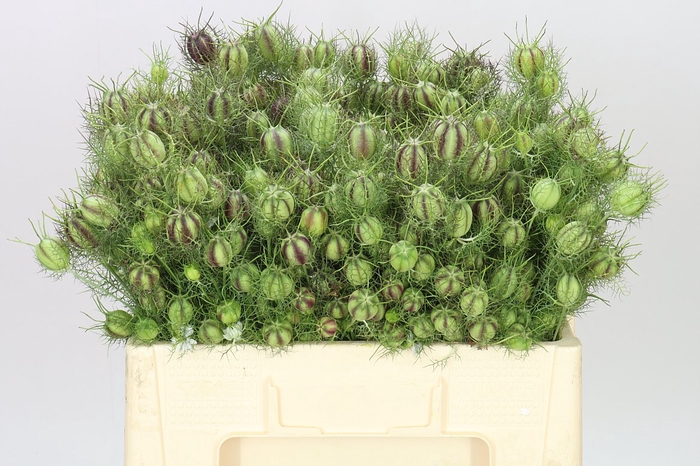 <h4>Nigella Seed Green</h4>