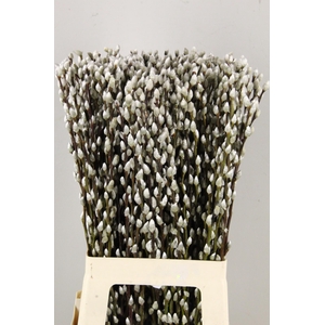 SALIX SNOW FLAKE