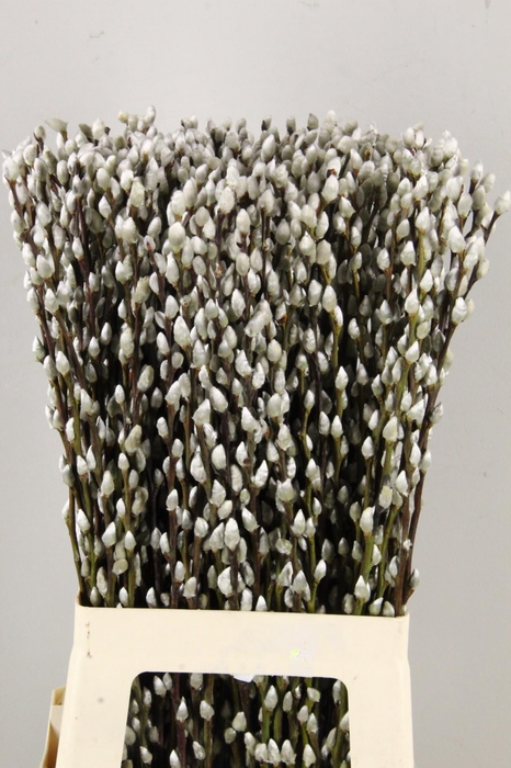 <h4>SALIX SNOW FLAKE</h4>