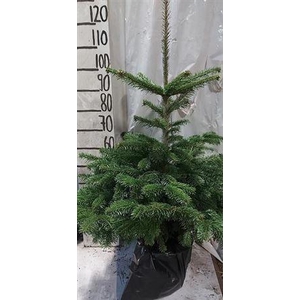 Abies Nordmanniana