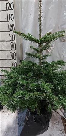 <h4>Abies Nordmanniana</h4>