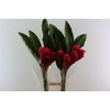 Alpinia Purpurata