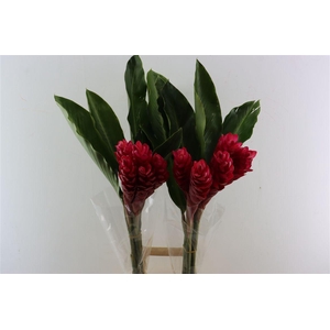 Alpinia Red