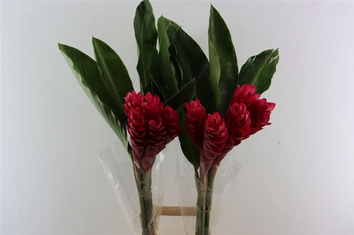 <h4>Alpinia Red</h4>