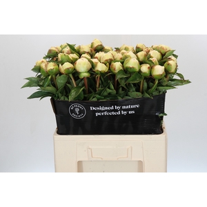 Paeonia Bridal Grace