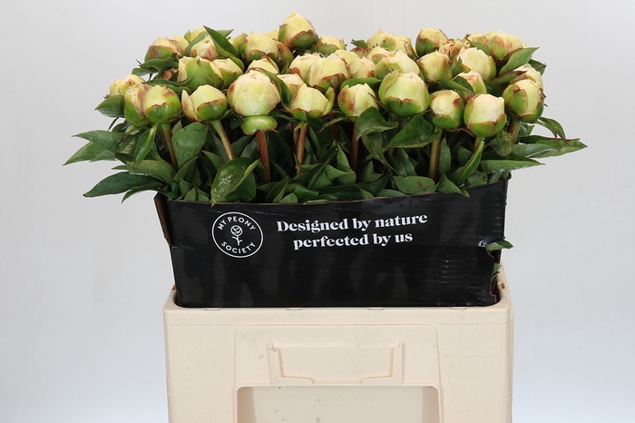 <h4>Paeonia Bridal Grace</h4>