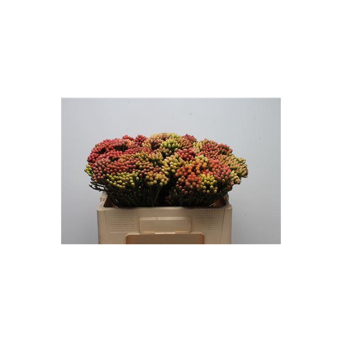 <h4>Kaaps Brunia Red Medium</h4>