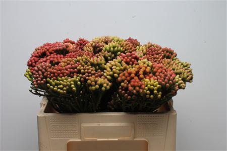 <h4>Kaaps Brunia Red Medium</h4>