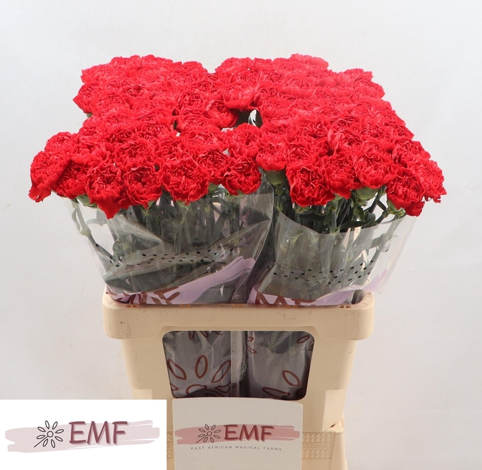 <h4>DI ST SPARTA+</h4>