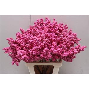 Bes Op Stok Fuchsia