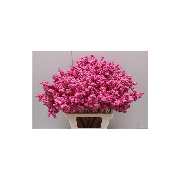 <h4>Bes Op Stok Fuchsia</h4>