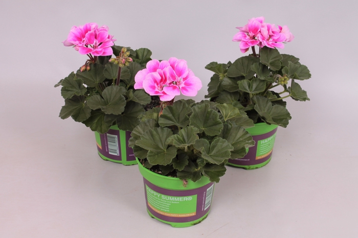 Pelargonium zonale Raiko light Lilac Purple Eye