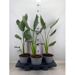Strelitzia reg.
