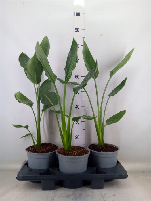 <h4>Strelitzia reg.</h4>