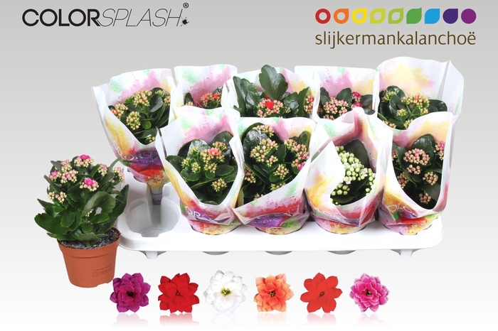 <h4>KAL GE GEM 6 KL</h4>