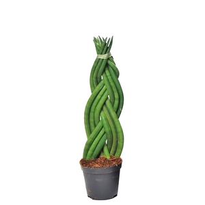 Sansevieria cylindrica 'Twist'