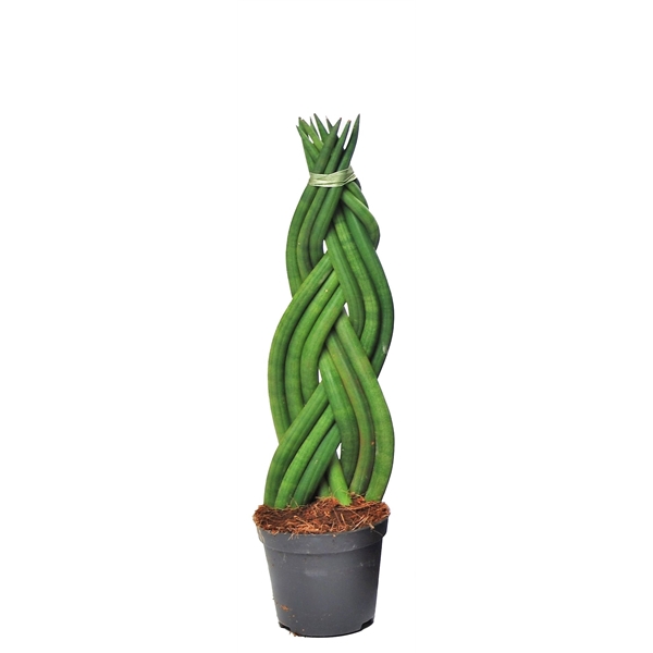 <h4>Sansevieria cylindrica 'Twist'</h4>