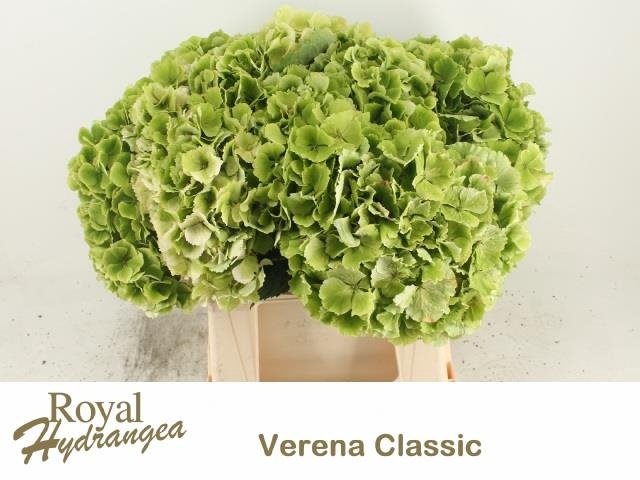 <h4>HYDR M CH VERENA CL</h4>