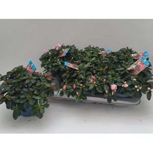 RHODO SI V GEM 6 SRT