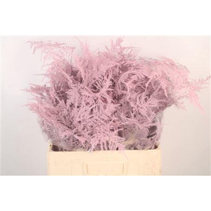 Asp Middel Getopt L Pink