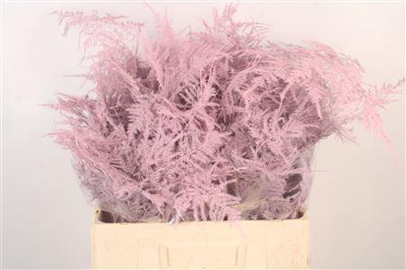 <h4>Asp Middel Getopt L Pink</h4>