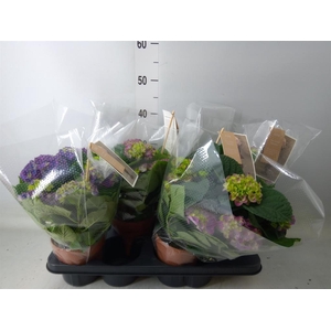 Hydrangea mac. 'Ningbo'